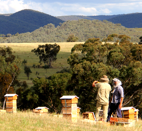 Natural Beekeeping Central Tablelands Australia
